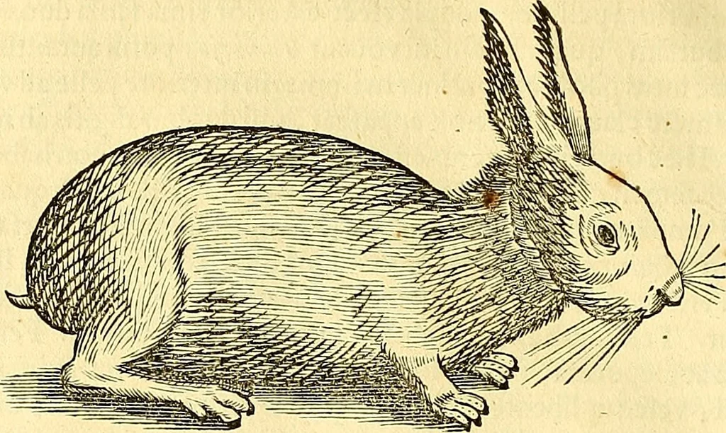An illustration from Historia naturalis Brasiliae : auspicio et beneficio illustriss. I. Mauriti Com. Nassau illius provinciae et maris summi praefecti adornata : in qua non tantum plantae et animalia, sed et indigenarum morbi, ingenia et mores describuntur et iconibus supra quingentas illustrantur, 1648, leaf 373