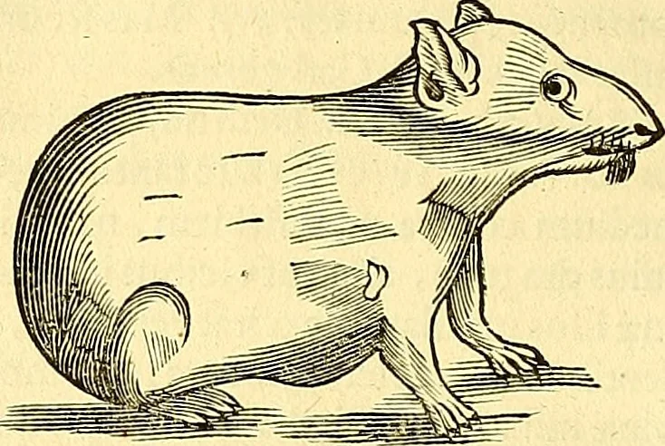 An illustration from Historia naturalis Brasiliae : auspicio et beneficio illustriss. I. Mauriti Com. Nassau illius provinciae et maris summi praefecti adornata : in qua non tantum plantae et animalia, sed et indigenarum morbi, ingenia et mores describuntur et iconibus supra quingentas illustrantur, 1648, leaf 373