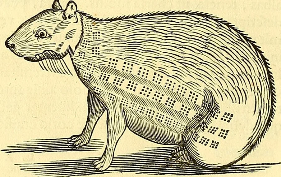 An illustration from Historia naturalis Brasiliae : auspicio et beneficio illustriss. I. Mauriti Com. Nassau illius provinciae et maris summi praefecti adornata : in qua non tantum plantae et animalia, sed et indigenarum morbi, ingenia et mores describuntur et iconibus supra quingentas illustrantur, 1648, leaf 373