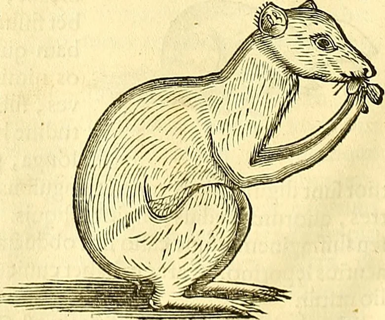 An illustration from Historia naturalis Brasiliae : auspicio et beneficio illustriss. I. Mauriti Com. Nassau illius provinciae et maris summi praefecti adornata : in qua non tantum plantae et animalia, sed et indigenarum morbi, ingenia et mores describuntur et iconibus supra quingentas illustrantur, 1648, leaf 373