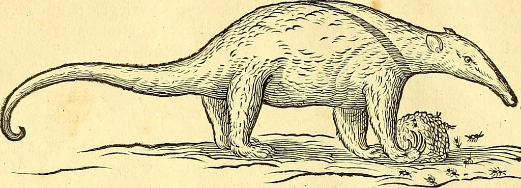 An illustration from Historia naturalis Brasiliae : auspicio et beneficio illustriss. I. Mauriti Com. Nassau illius provinciae et maris summi praefecti adornata : in qua non tantum plantae et animalia, sed et indigenarum morbi, ingenia et mores describuntur et iconibus supra quingentas illustrantur, 1648, leaf 375