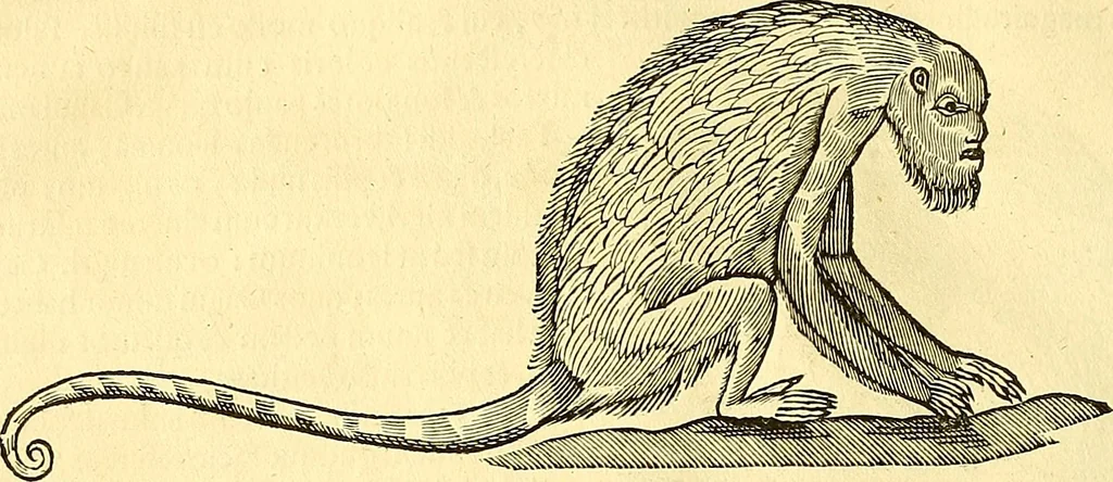 An illustration from Historia naturalis Brasiliae : auspicio et beneficio illustriss. I. Mauriti Com. Nassau illius provinciae et maris summi praefecti adornata : in qua non tantum plantae et animalia, sed et indigenarum morbi, ingenia et mores describuntur et iconibus supra quingentas illustrantur, 1648, leaf 377