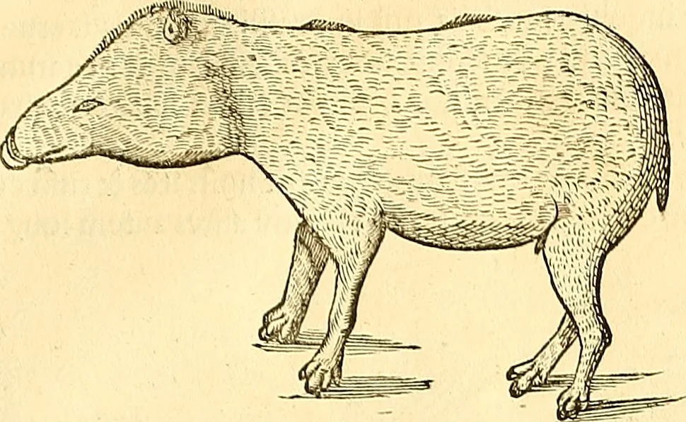 An illustration from Historia naturalis Brasiliae : auspicio et beneficio illustriss. I. Mauriti Com. Nassau illius provinciae et maris summi praefecti adornata : in qua non tantum plantae et animalia, sed et indigenarum morbi, ingenia et mores describuntur et iconibus supra quingentas illustrantur, 1648, leaf 378