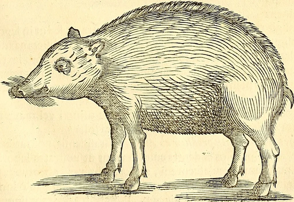 An illustration from Historia naturalis Brasiliae : auspicio et beneficio illustriss. I. Mauriti Com. Nassau illius provinciae et maris summi praefecti adornata : in qua non tantum plantae et animalia, sed et indigenarum morbi, ingenia et mores describuntur et iconibus supra quingentas illustrantur, 1648, leaf 378