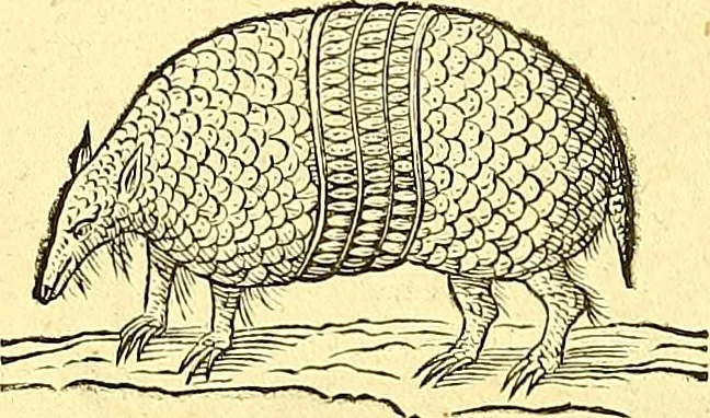 An illustration from Historia naturalis Brasiliae : auspicio et beneficio illustriss. I. Mauriti Com. Nassau illius provinciae et maris summi praefecti adornata : in qua non tantum plantae et animalia, sed et indigenarum morbi, ingenia et mores describuntur et iconibus supra quingentas illustrantur, 1648, leaf 381