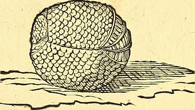 An illustration from Historia naturalis Brasiliae : auspicio et beneficio illustriss. I. Mauriti Com. Nassau illius provinciae et maris summi praefecti adornata : in qua non tantum plantae et animalia, sed et indigenarum morbi, ingenia et mores describuntur et iconibus supra quingentas illustrantur, 1648, leaf 381