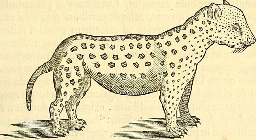 An illustration from Historia naturalis Brasiliae : auspicio et beneficio illustriss. I. Mauriti Com. Nassau illius provinciae et maris summi praefecti adornata : in qua non tantum plantae et animalia, sed et indigenarum morbi, ingenia et mores describuntur et iconibus supra quingentas illustrantur, 1648, leaf 384