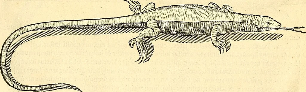 An illustration from Historia naturalis Brasiliae : auspicio et beneficio illustriss. I. Mauriti Com. Nassau illius provinciae et maris summi praefecti adornata : in qua non tantum plantae et animalia, sed et indigenarum morbi, ingenia et mores describuntur et iconibus supra quingentas illustrantur, 1648, leaf 386