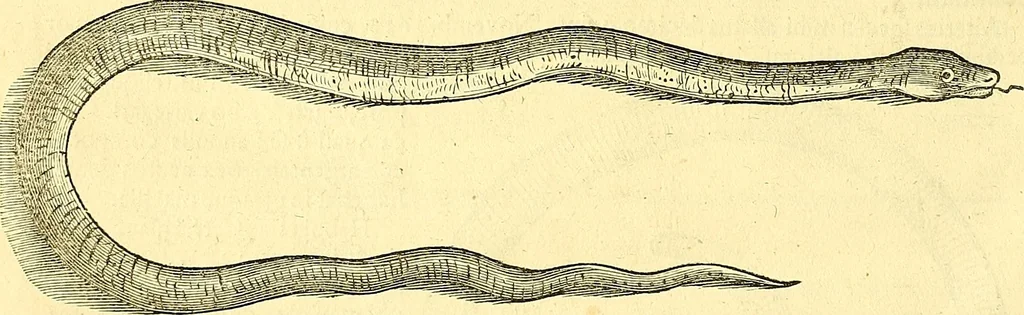 An illustration from Historia naturalis Brasiliae : auspicio et beneficio illustriss. I. Mauriti Com. Nassau illius provinciae et maris summi praefecti adornata : in qua non tantum plantae et animalia, sed et indigenarum morbi, ingenia et mores describuntur et iconibus supra quingentas illustrantur, 1648, leaf 389