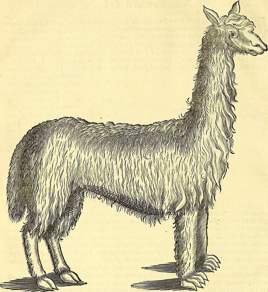 An illustration from Historia naturalis Brasiliae : auspicio et beneficio illustriss. I. Mauriti Com. Nassau illius provinciae et maris summi praefecti adornata : in qua non tantum plantae et animalia, sed et indigenarum morbi, ingenia et mores describuntur et iconibus supra quingentas illustrantur, 1648, leaf 393