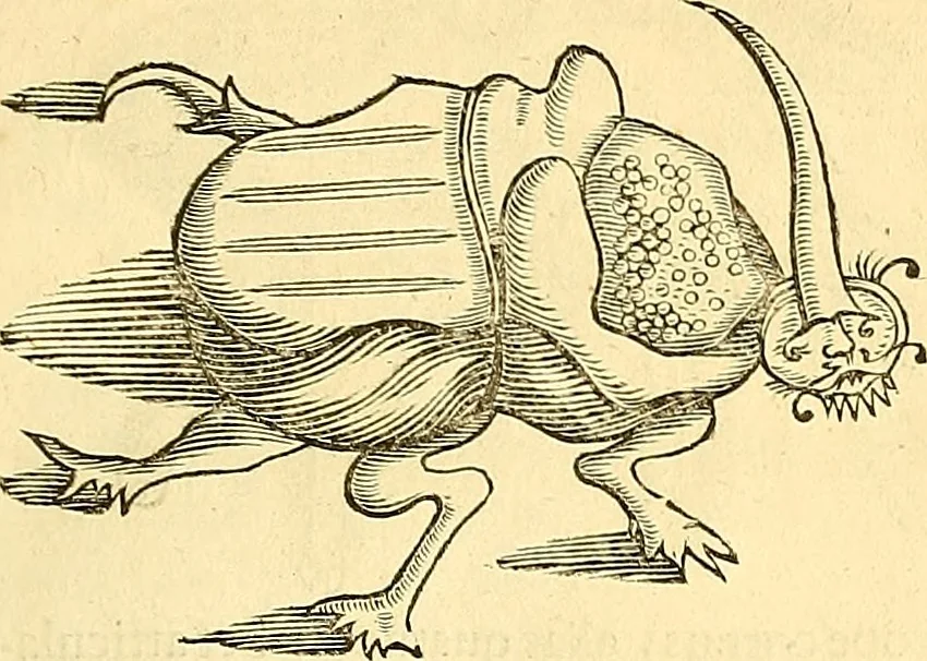 An illustration from Historia naturalis Brasiliae : auspicio et beneficio illustriss. I. Mauriti Com. Nassau illius provinciae et maris summi praefecti adornata : in qua non tantum plantae et animalia, sed et indigenarum morbi, ingenia et mores describuntur et iconibus supra quingentas illustrantur, 1648, leaf 396