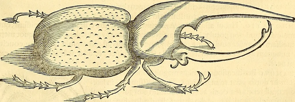 An illustration from Historia naturalis Brasiliae : auspicio et beneficio illustriss. I. Mauriti Com. Nassau illius provinciae et maris summi praefecti adornata : in qua non tantum plantae et animalia, sed et indigenarum morbi, ingenia et mores describuntur et iconibus supra quingentas illustrantur, 1648, leaf 396