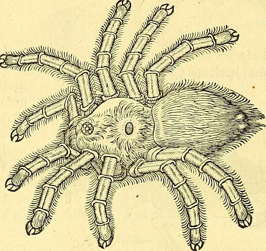 An illustration from Historia naturalis Brasiliae : auspicio et beneficio illustriss. I. Mauriti Com. Nassau illius provinciae et maris summi praefecti adornata : in qua non tantum plantae et animalia, sed et indigenarum morbi, ingenia et mores describuntur et iconibus supra quingentas illustrantur, 1648, leaf 397