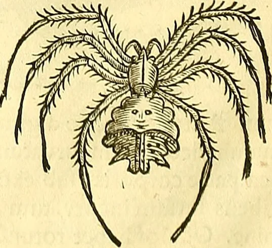 An illustration from Historia naturalis Brasiliae : auspicio et beneficio illustriss. I. Mauriti Com. Nassau illius provinciae et maris summi praefecti adornata : in qua non tantum plantae et animalia, sed et indigenarum morbi, ingenia et mores describuntur et iconibus supra quingentas illustrantur, 1648, leaf 397