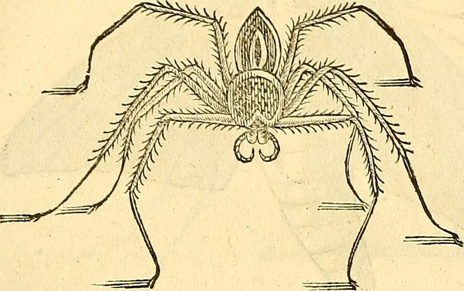 An illustration from Historia naturalis Brasiliae : auspicio et beneficio illustriss. I. Mauriti Com. Nassau illius provinciae et maris summi praefecti adornata : in qua non tantum plantae et animalia, sed et indigenarum morbi, ingenia et mores describuntur et iconibus supra quingentas illustrantur, 1648, leaf 398