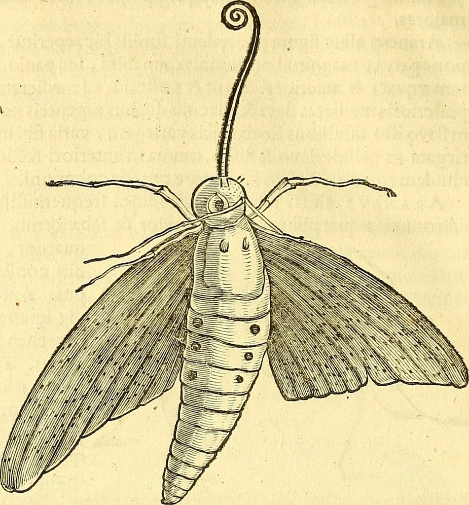 An illustration from Historia naturalis Brasiliae : auspicio et beneficio illustriss. I. Mauriti Com. Nassau illius provinciae et maris summi praefecti adornata : in qua non tantum plantae et animalia, sed et indigenarum morbi, ingenia et mores describuntur et iconibus supra quingentas illustrantur, 1648, leaf 399