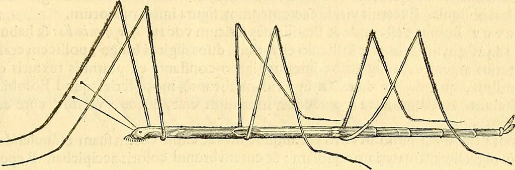 An illustration from Historia naturalis Brasiliae : auspicio et beneficio illustriss. I. Mauriti Com. Nassau illius provinciae et maris summi praefecti adornata : in qua non tantum plantae et animalia, sed et indigenarum morbi, ingenia et mores describuntur et iconibus supra quingentas illustrantur, 1648, leaf 400