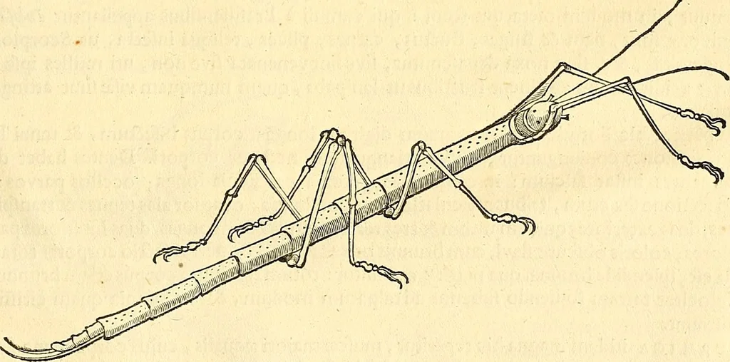 An illustration from Historia naturalis Brasiliae : auspicio et beneficio illustriss. I. Mauriti Com. Nassau illius provinciae et maris summi praefecti adornata : in qua non tantum plantae et animalia, sed et indigenarum morbi, ingenia et mores describuntur et iconibus supra quingentas illustrantur, 1648, leaf 400