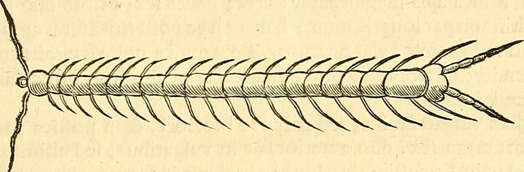 An illustration from Historia naturalis Brasiliae : auspicio et beneficio illustriss. I. Mauriti Com. Nassau illius provinciae et maris summi praefecti adornata : in qua non tantum plantae et animalia, sed et indigenarum morbi, ingenia et mores describuntur et iconibus supra quingentas illustrantur, 1648, leaf 402