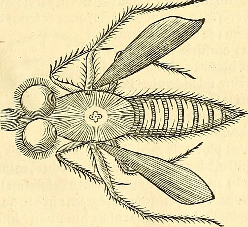 An illustration from Historia naturalis Brasiliae : auspicio et beneficio illustriss. I. Mauriti Com. Nassau illius provinciae et maris summi praefecti adornata : in qua non tantum plantae et animalia, sed et indigenarum morbi, ingenia et mores describuntur et iconibus supra quingentas illustrantur, 1648, leaf 402