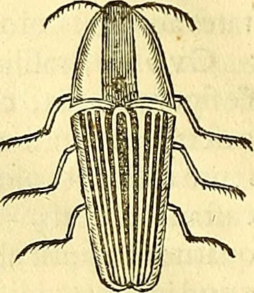 An illustration from Historia naturalis Brasiliae : auspicio et beneficio illustriss. I. Mauriti Com. Nassau illius provinciae et maris summi praefecti adornata : in qua non tantum plantae et animalia, sed et indigenarum morbi, ingenia et mores describuntur et iconibus supra quingentas illustrantur, 1648, leaf 403