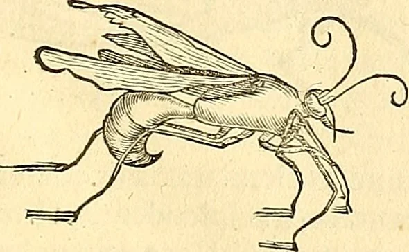 An illustration from Historia naturalis Brasiliae : auspicio et beneficio illustriss. I. Mauriti Com. Nassau illius provinciae et maris summi praefecti adornata : in qua non tantum plantae et animalia, sed et indigenarum morbi, ingenia et mores describuntur et iconibus supra quingentas illustrantur, 1648, leaf 404