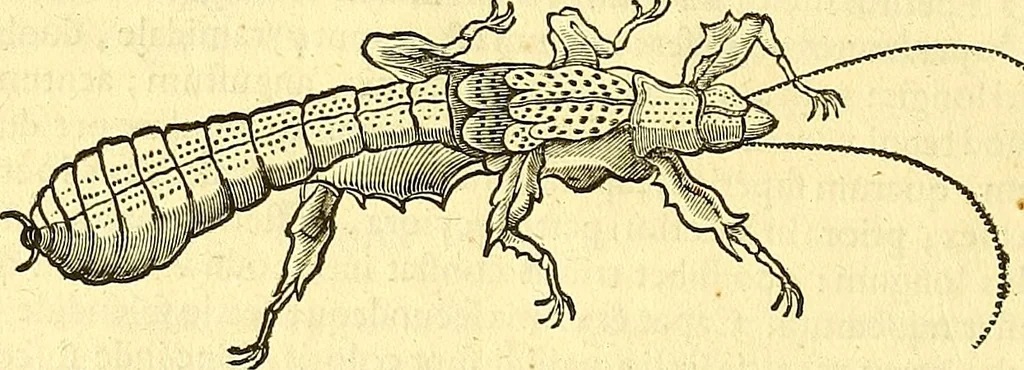 An illustration from Historia naturalis Brasiliae : auspicio et beneficio illustriss. I. Mauriti Com. Nassau illius provinciae et maris summi praefecti adornata : in qua non tantum plantae et animalia, sed et indigenarum morbi, ingenia et mores describuntur et iconibus supra quingentas illustrantur, 1648, leaf 405