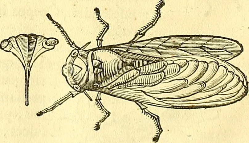 An illustration from Historia naturalis Brasiliae : auspicio et beneficio illustriss. I. Mauriti Com. Nassau illius provinciae et maris summi praefecti adornata : in qua non tantum plantae et animalia, sed et indigenarum morbi, ingenia et mores describuntur et iconibus supra quingentas illustrantur, 1648, leaf 405