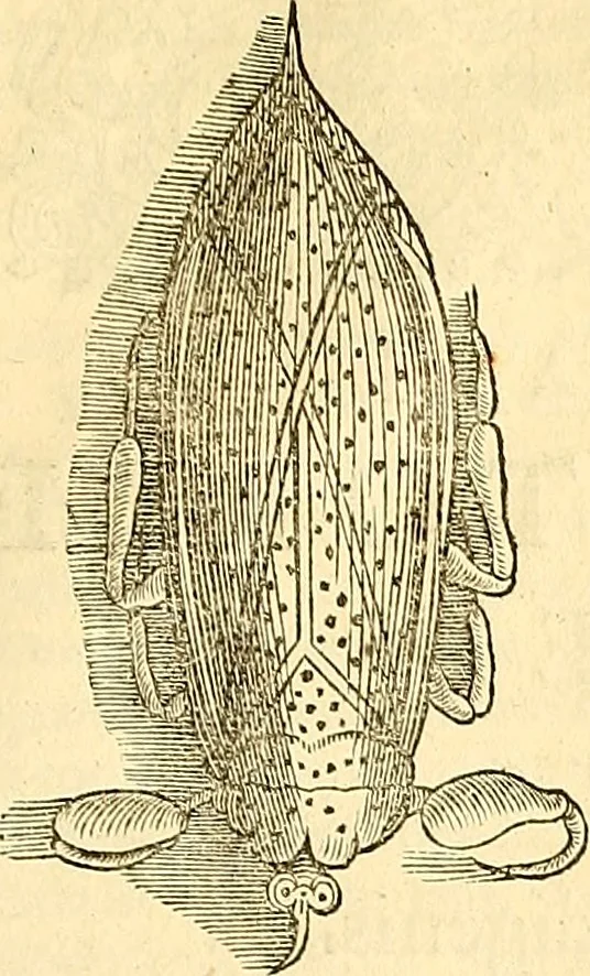 An illustration from Historia naturalis Brasiliae : auspicio et beneficio illustriss. I. Mauriti Com. Nassau illius provinciae et maris summi praefecti adornata : in qua non tantum plantae et animalia, sed et indigenarum morbi, ingenia et mores describuntur et iconibus supra quingentas illustrantur, 1648, leaf 408