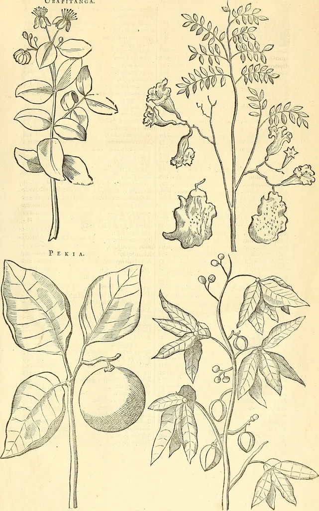 An illustration from Historia naturalis Brasiliae : auspicio et beneficio illustriss. I. Mauriti Com. Nassau illius provinciae et maris summi praefecti adornata : in qua non tantum plantae et animalia, sed et indigenarum morbi, ingenia et mores describuntur et iconibus supra quingentas illustrantur, 1648, leaf 442