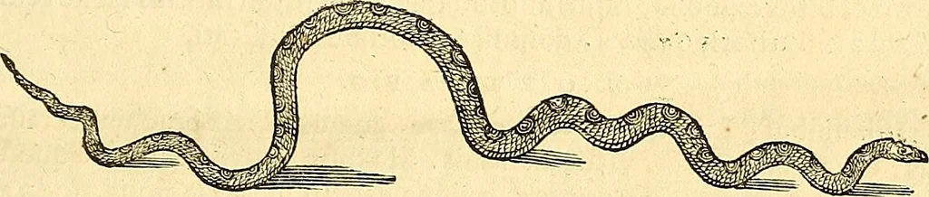 An illustration from Historia naturalis Brasiliae : auspicio et beneficio illustriss. I. Mauriti Com. Nassau illius provinciae et maris summi praefecti adornata : in qua non tantum plantae et animalia, sed et indigenarum morbi, ingenia et mores describuntur et iconibus supra quingentas illustrantur, 1648, leaf 58