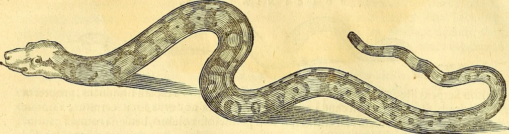 An illustration from Historia naturalis Brasiliae : auspicio et beneficio illustriss. I. Mauriti Com. Nassau illius provinciae et maris summi praefecti adornata : in qua non tantum plantae et animalia, sed et indigenarum morbi, ingenia et mores describuntur et iconibus supra quingentas illustrantur, 1648, leaf 59