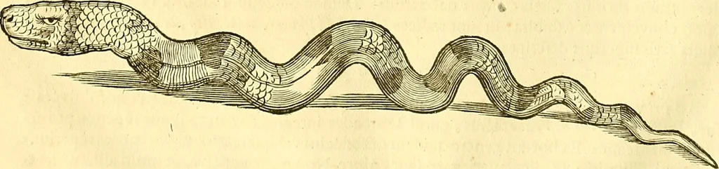 An illustration from Historia naturalis Brasiliae : auspicio et beneficio illustriss. I. Mauriti Com. Nassau illius provinciae et maris summi praefecti adornata : in qua non tantum plantae et animalia, sed et indigenarum morbi, ingenia et mores describuntur et iconibus supra quingentas illustrantur, 1648, leaf 59