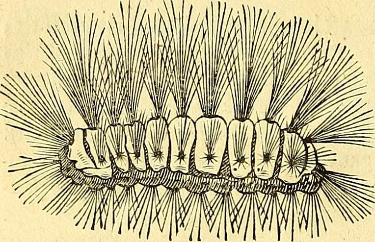 An illustration from Historia naturalis Brasiliae : auspicio et beneficio illustriss. I. Mauriti Com. Nassau illius provinciae et maris summi praefecti adornata : in qua non tantum plantae et animalia, sed et indigenarum morbi, ingenia et mores describuntur et iconibus supra quingentas illustrantur, 1648, leaf 61
