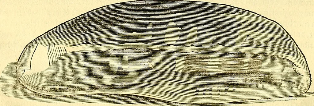 An illustration from Historia naturalis Brasiliae : auspicio et beneficio illustriss. I. Mauriti Com. Nassau illius provinciae et maris summi praefecti adornata : in qua non tantum plantae et animalia, sed et indigenarum morbi, ingenia et mores describuntur et iconibus supra quingentas illustrantur, 1648, leaf 61