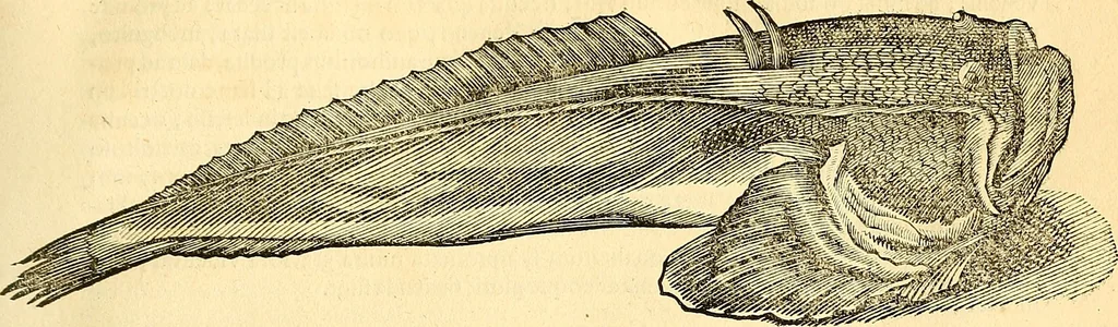 An illustration from Historia naturalis Brasiliae : auspicio et beneficio illustriss. I. Mauriti Com. Nassau illius provinciae et maris summi praefecti adornata : in qua non tantum plantae et animalia, sed et indigenarum morbi, ingenia et mores describuntur et iconibus supra quingentas illustrantur, 1648, leaf 62