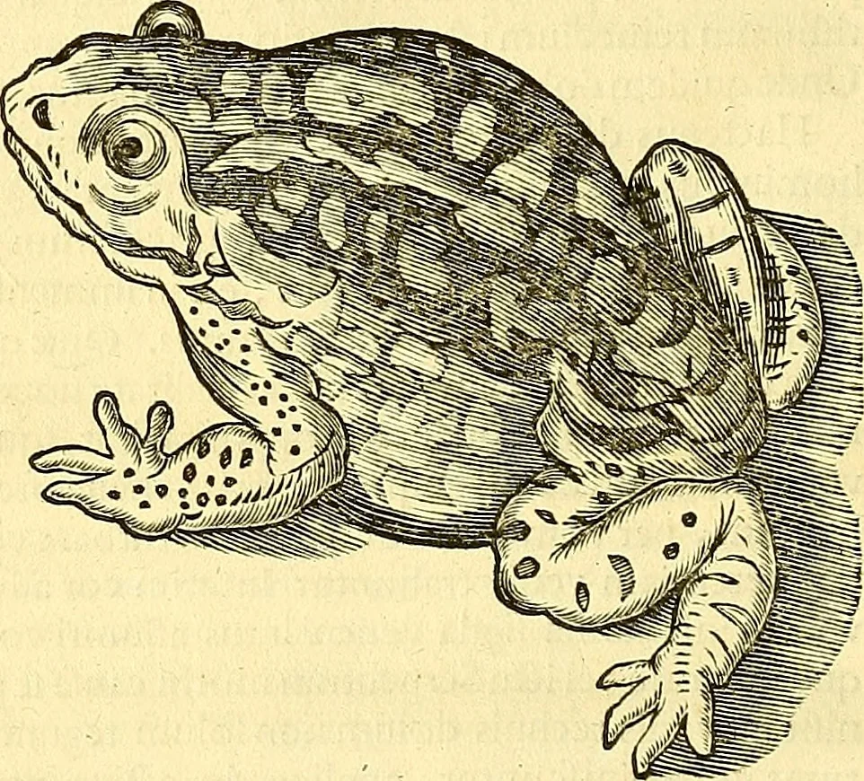 An illustration from Historia naturalis Brasiliae : auspicio et beneficio illustriss. I. Mauriti Com. Nassau illius provinciae et maris summi praefecti adornata : in qua non tantum plantae et animalia, sed et indigenarum morbi, ingenia et mores describuntur et iconibus supra quingentas illustrantur, 1648, leaf 63