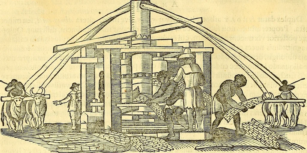 An illustration from Historia naturalis Brasiliae : auspicio et beneficio illustriss. I. Mauriti Com. Nassau illius provinciae et maris summi praefecti adornata : in qua non tantum plantae et animalia, sed et indigenarum morbi, ingenia et mores describuntur et iconibus supra quingentas illustrantur, 1648, leaf 67