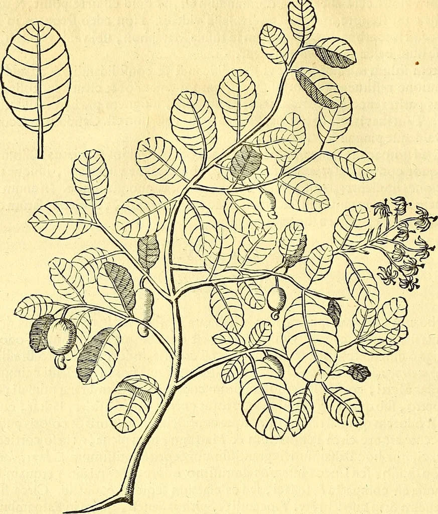 An illustration from Historia naturalis Brasiliae : auspicio et beneficio illustriss. I. Mauriti Com. Nassau illius provinciae et maris summi praefecti adornata : in qua non tantum plantae et animalia, sed et indigenarum morbi, ingenia et mores describuntur et iconibus supra quingentas illustrantur, 1648, leaf 75