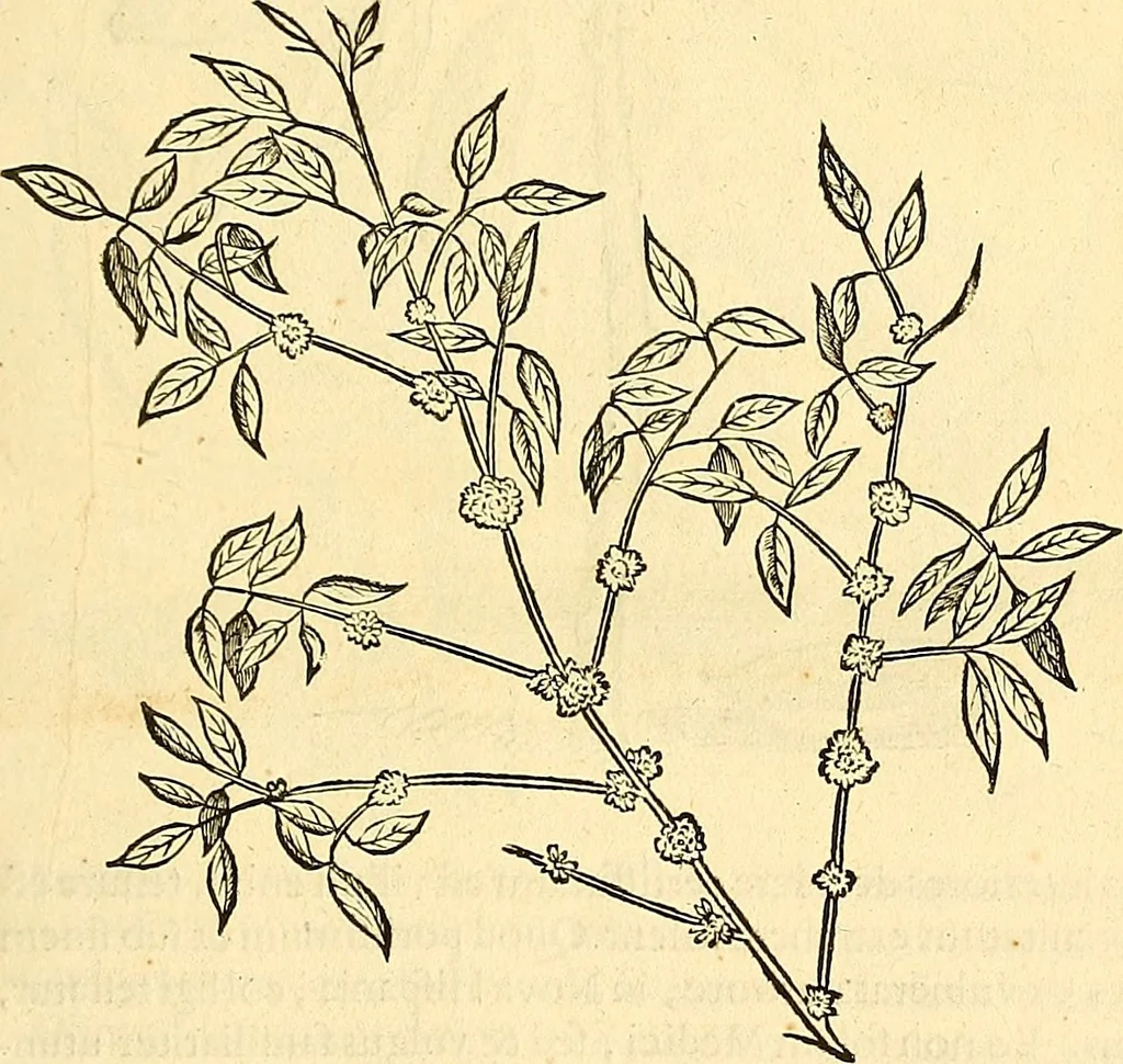 An illustration from Historia naturalis Brasiliae : auspicio et beneficio illustriss. I. Mauriti Com. Nassau illius provinciae et maris summi praefecti adornata : in qua non tantum plantae et animalia, sed et indigenarum morbi, ingenia et mores describuntur et iconibus supra quingentas illustrantur, 1648, leaf 76