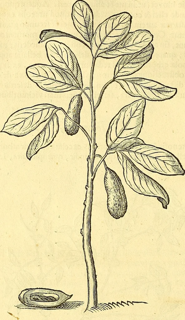 An illustration from Historia naturalis Brasiliae : auspicio et beneficio illustriss. I. Mauriti Com. Nassau illius provinciae et maris summi praefecti adornata : in qua non tantum plantae et animalia, sed et indigenarum morbi, ingenia et mores describuntur et iconibus supra quingentas illustrantur, 1648, leaf 77