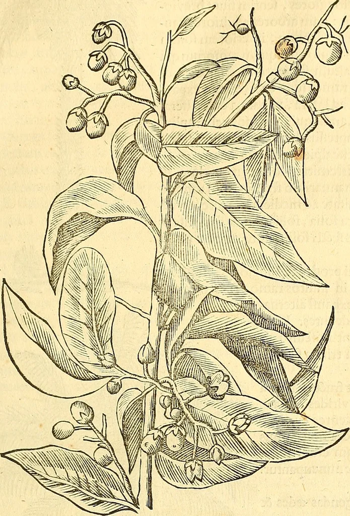 An illustration from Historia naturalis Brasiliae : auspicio et beneficio illustriss. I. Mauriti Com. Nassau illius provinciae et maris summi praefecti adornata : in qua non tantum plantae et animalia, sed et indigenarum morbi, ingenia et mores describuntur et iconibus supra quingentas illustrantur, 1648, leaf 78