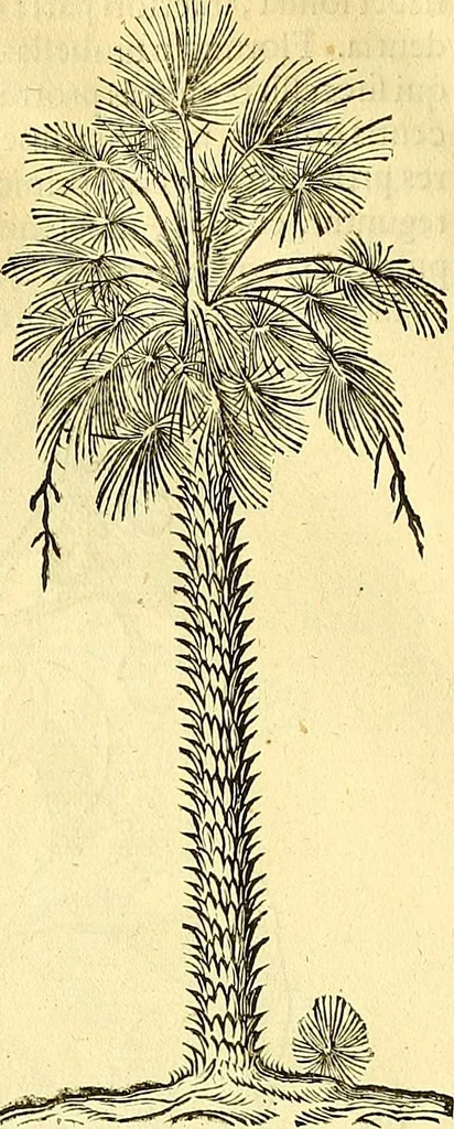 An illustration from Historia naturalis Brasiliae : auspicio et beneficio illustriss. I. Mauriti Com. Nassau illius provinciae et maris summi praefecti adornata : in qua non tantum plantae et animalia, sed et indigenarum morbi, ingenia et mores describuntur et iconibus supra quingentas illustrantur, 1648, leaf 79
