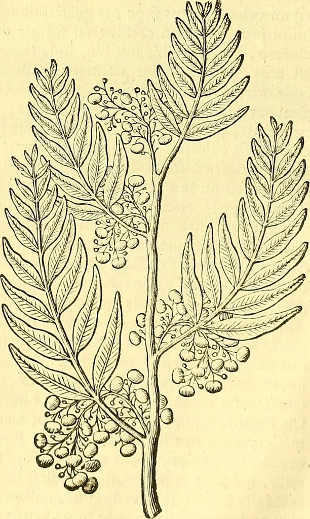 An illustration from Historia naturalis Brasiliae : auspicio et beneficio illustriss. I. Mauriti Com. Nassau illius provinciae et maris summi praefecti adornata : in qua non tantum plantae et animalia, sed et indigenarum morbi, ingenia et mores describuntur et iconibus supra quingentas illustrantur, 1648, leaf 81