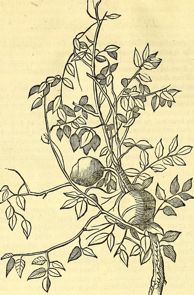 An illustration from Historia naturalis Brasiliae : auspicio et beneficio illustriss. I. Mauriti Com. Nassau illius provinciae et maris summi praefecti adornata : in qua non tantum plantae et animalia, sed et indigenarum morbi, ingenia et mores describuntur et iconibus supra quingentas illustrantur, 1648, leaf 83