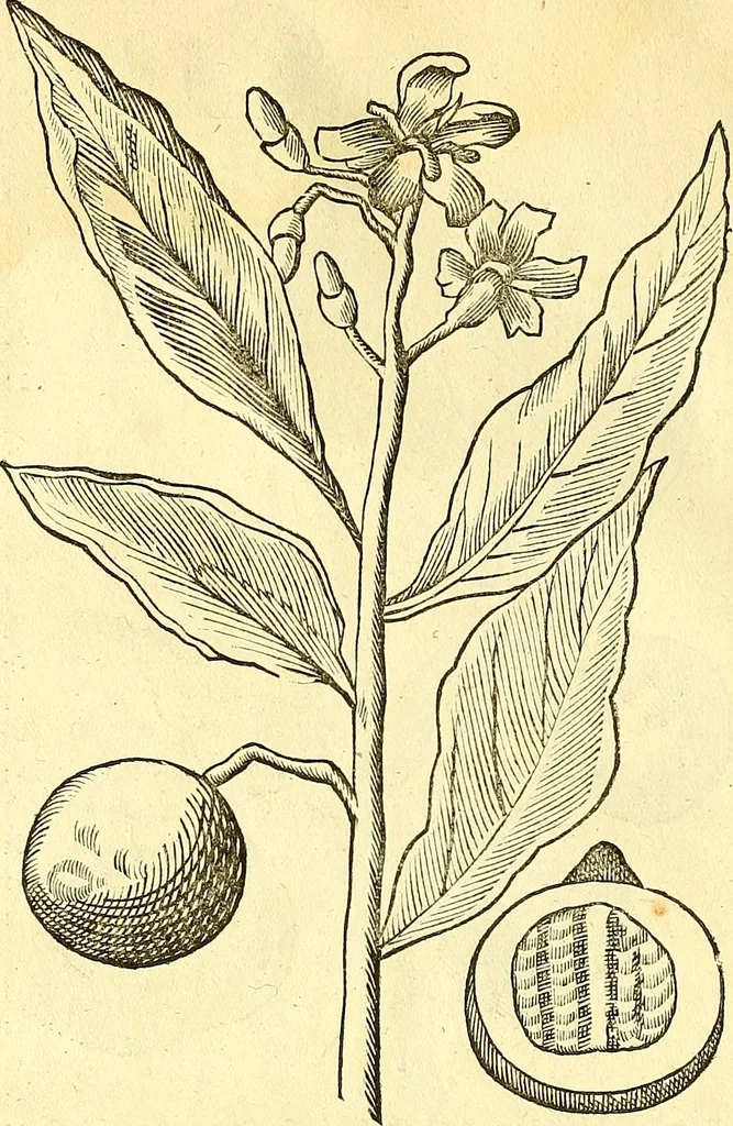 An illustration from Historia naturalis Brasiliae : auspicio et beneficio illustriss. I. Mauriti Com. Nassau illius provinciae et maris summi praefecti adornata : in qua non tantum plantae et animalia, sed et indigenarum morbi, ingenia et mores describuntur et iconibus supra quingentas illustrantur, 1648, leaf 85