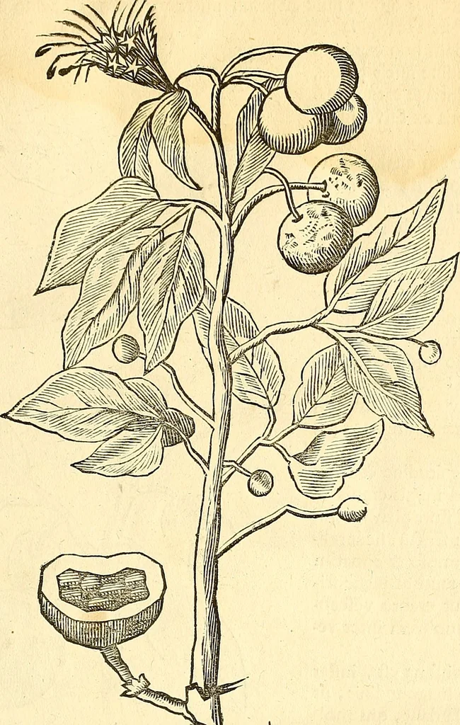 An illustration from Historia naturalis Brasiliae : auspicio et beneficio illustriss. I. Mauriti Com. Nassau illius provinciae et maris summi praefecti adornata : in qua non tantum plantae et animalia, sed et indigenarum morbi, ingenia et mores describuntur et iconibus supra quingentas illustrantur, 1648, leaf 86