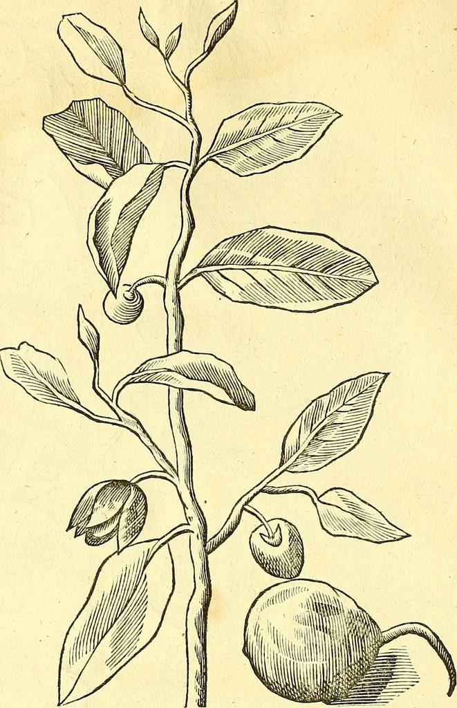 An illustration from Historia naturalis Brasiliae : auspicio et beneficio illustriss. I. Mauriti Com. Nassau illius provinciae et maris summi praefecti adornata : in qua non tantum plantae et animalia, sed et indigenarum morbi, ingenia et mores describuntur et iconibus supra quingentas illustrantur, 1648, leaf 87