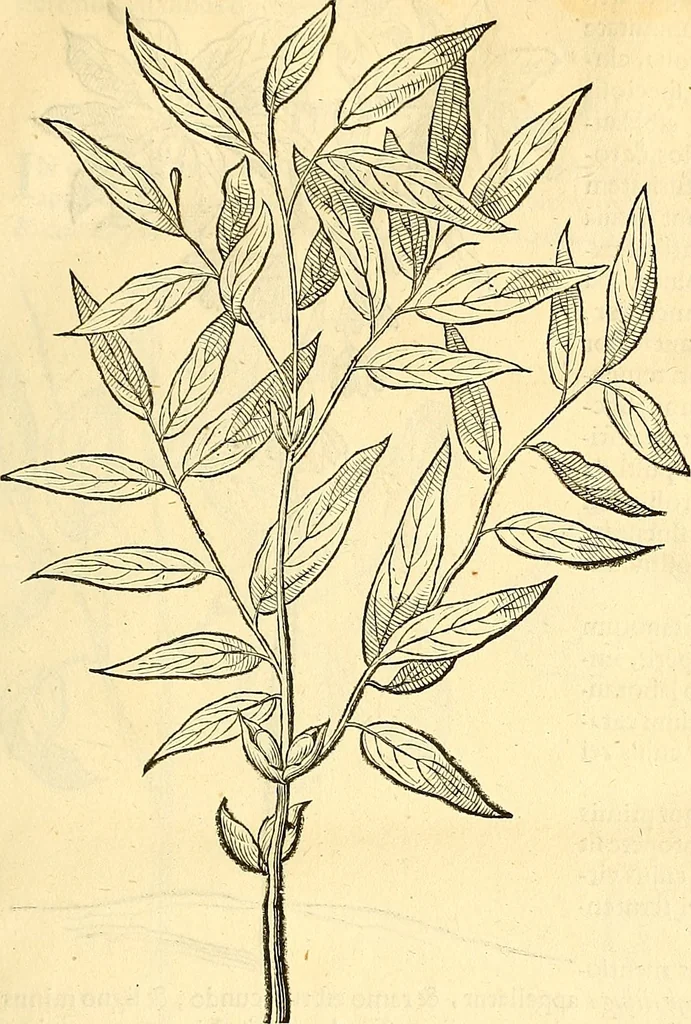 An illustration from Historia naturalis Brasiliae : auspicio et beneficio illustriss. I. Mauriti Com. Nassau illius provinciae et maris summi praefecti adornata : in qua non tantum plantae et animalia, sed et indigenarum morbi, ingenia et mores describuntur et iconibus supra quingentas illustrantur, 1648, leaf 88