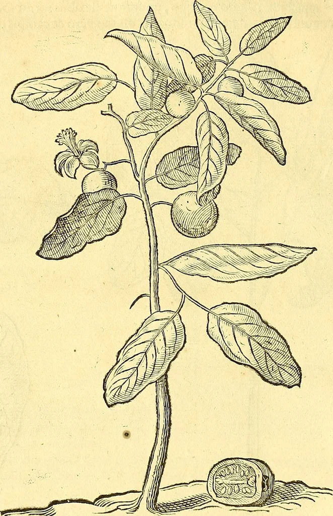 An illustration from Historia naturalis Brasiliae : auspicio et beneficio illustriss. I. Mauriti Com. Nassau illius provinciae et maris summi praefecti adornata : in qua non tantum plantae et animalia, sed et indigenarum morbi, ingenia et mores describuntur et iconibus supra quingentas illustrantur, 1648, leaf 91